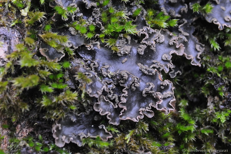 Licheni di Vallombrosa